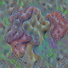 n13037406 gyromitra